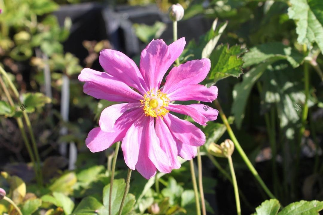 Zawilec mieszańcowy Rotkappchen Anemone hybrida C3