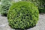 Tuja kulista Globosa Thuja occidentalis