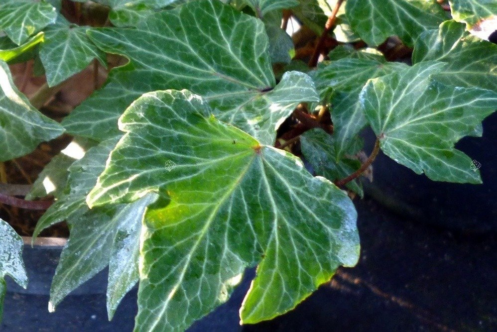 Bluszcz pospolity Green Ripple Hedera helix P9