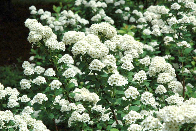 Tawuła brzozolistna Tor Spiraea betulifolia C2