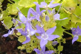 Dzwonek gargański Dickson's Gold Campanula garganica C1,5