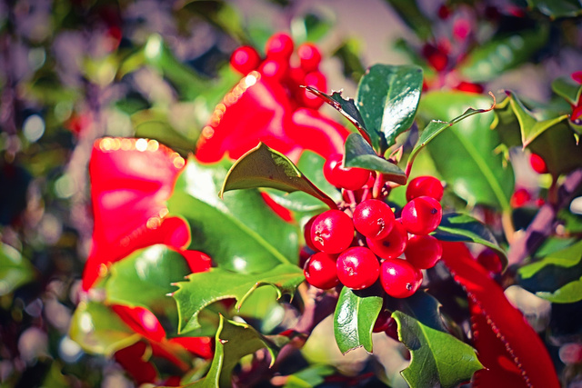 Ostrokrzew Meservy Blue Princess Ilex meserveae C2