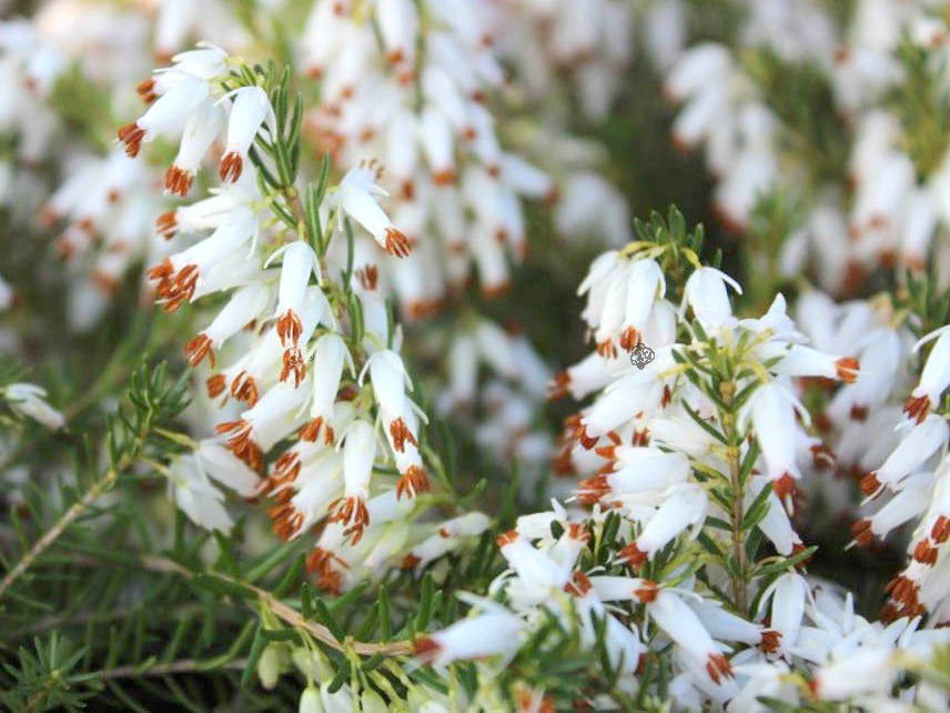 Wrzosiec krwisty Springwood White Erica carnea C1