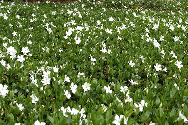 Barwinek pospolity Alba Vinca minor P9