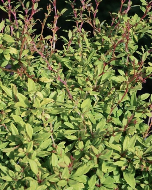 Berberys Thunberga Golden Dream PBR Berberis thunbergii C2