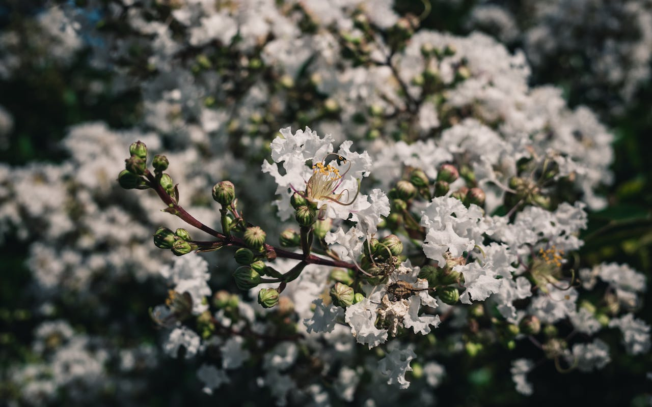 Lagerstroemia indyjska White Lagerstroemia indica P9