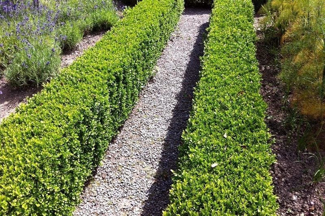 Bukszpan wieczniezielony kula Buxus sempervirens C7,5