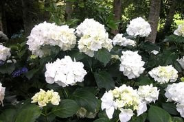 Hortensja ogrodowa Immaculata Hydrangea macrophylla C3