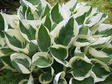 Funkia Minuteman Hosta