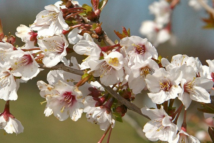 Wiśnia wczesna Kojou-no-mai Prunus incisa C2