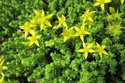 Rozchodnik ostry Sedum acre P9