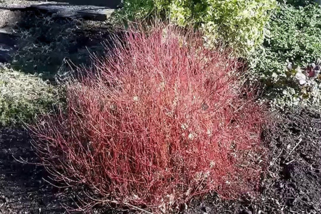 Dereń rozłogowy Kelseyi Cornus sericea P9