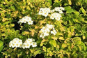 Tawuła nippońska Gerlve's Rainbow Spiraea nipponica C2