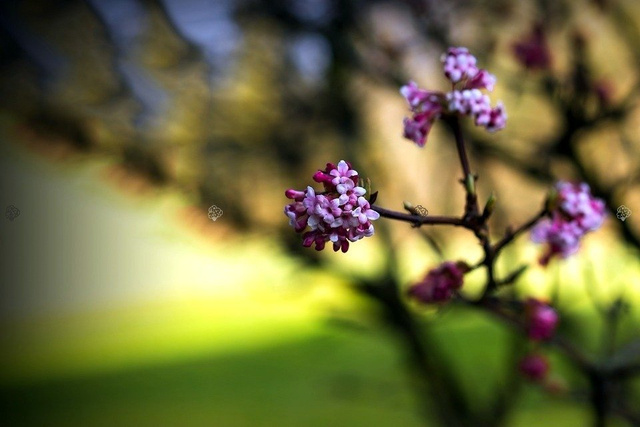 Kalina bodnantska Charles Lamont Viburnum bodnantense P9