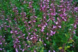 Ożanka właściwa Teucrium chamaedrys P9