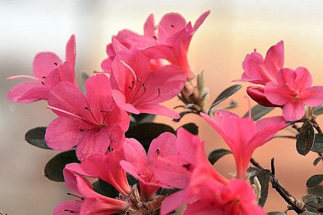 Azalia japońska Michiko Rhododendron obtusum C2