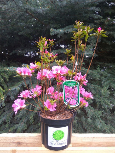 Azalia japońska Madame van Hecke Rhododendron obtusum C2