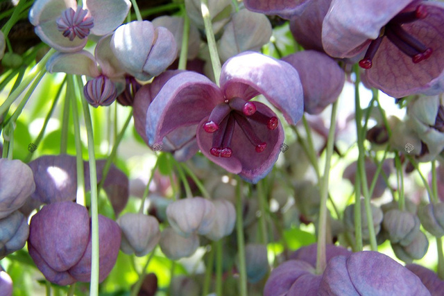 Akebia pięciolistkowa Akebia quinata P9