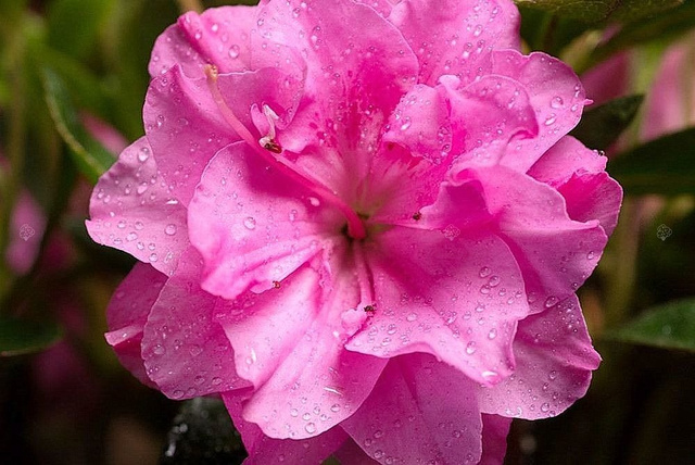 Azalia japońska Rosinetta PBR Rhododendron obtusum C2