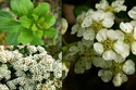Tawuła nippońska White Carpet PBR Spiraea japonica C3