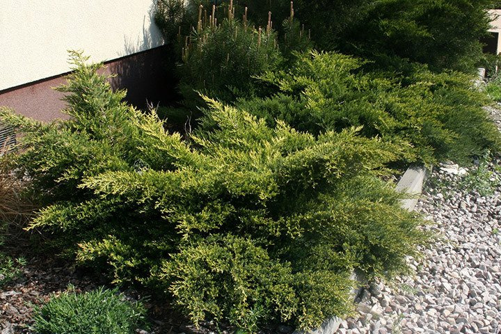 Jałowiec sabiński Tamariscifolia Juniperus sabina