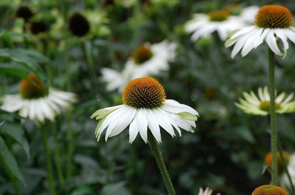 Jeżówka Alba Echinacea hybrida P9