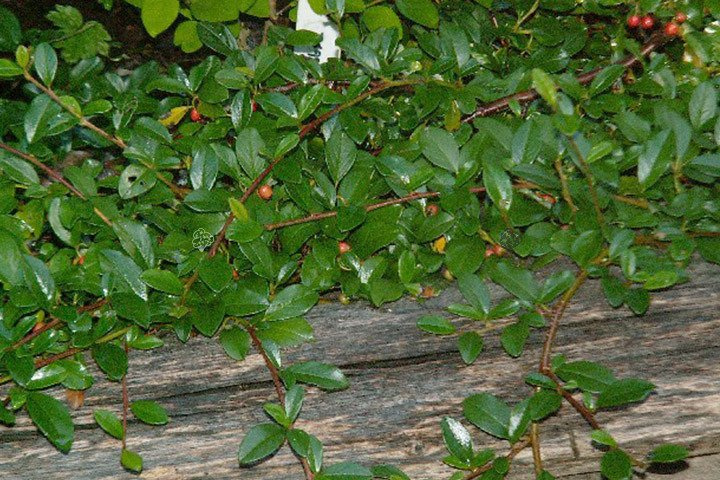 Irga płożąca Dammera Major Cotoneaster dammeri P9