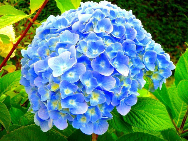Hortensja ogrodowa Nikko Blue Hydrangea macrophylla P9