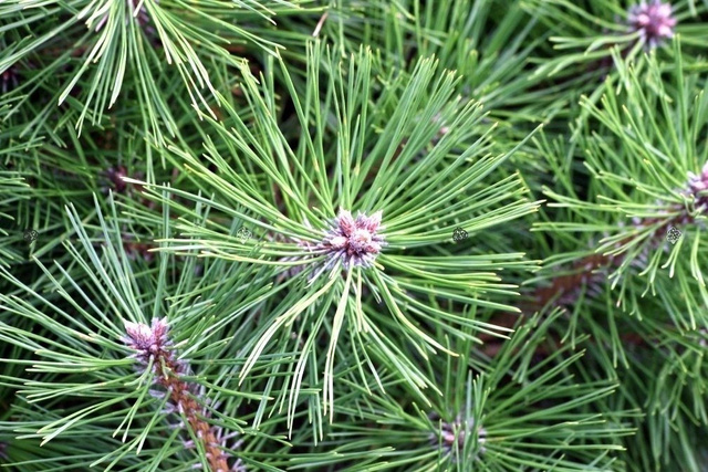 Sosna gęstokwiatowa Jane Kluis Pinus densiflora C7,5