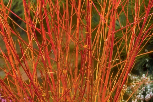Dereń świdwa Midwinter Fire Cornus sanguinea C3