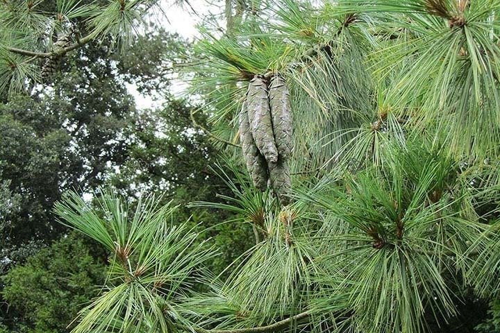 Sosna Himalajska Pinus wallichiana P9