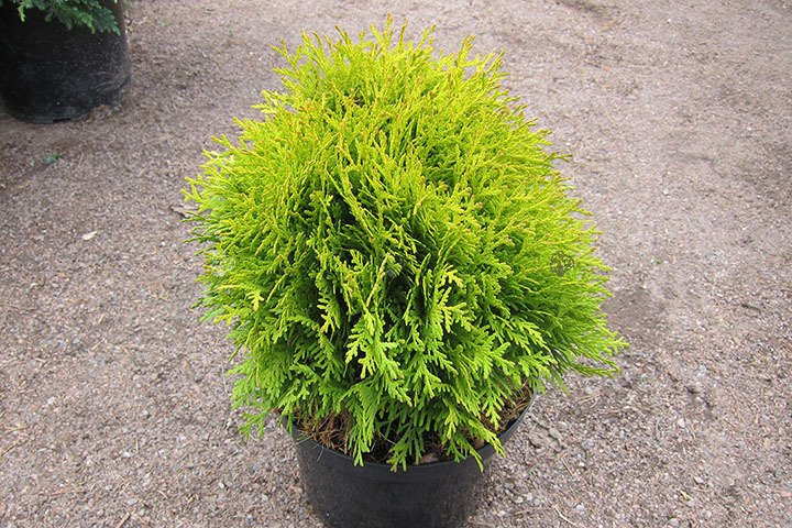 Tuja Miriam PBR Thuja occidentalis Mirjam C2