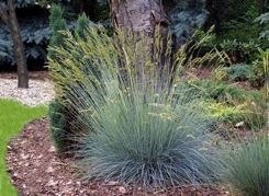 Kostrzewa sina Silbersee Festuca glauca C2