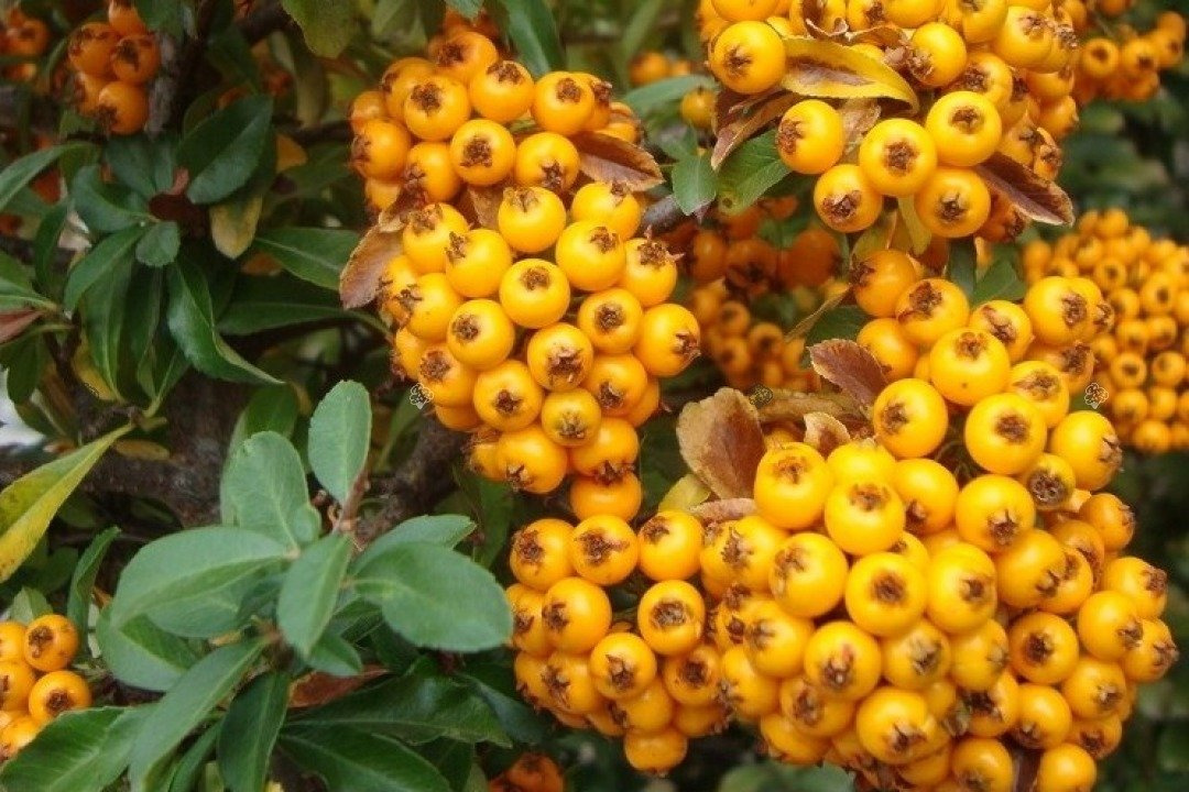 Ognik szkarłatny Teton Pyracantha coccinea C2
