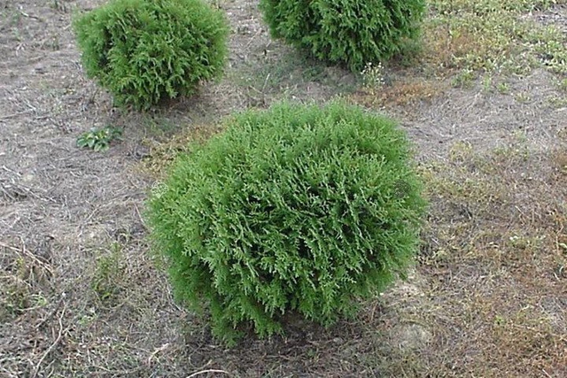 Tuja Globosa Thuja occidentalis C2