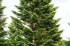 Jodła kaukaska Abies nordmanniana C2