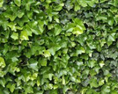 Bluszcz pospolity Hibernica Hedera helix C2