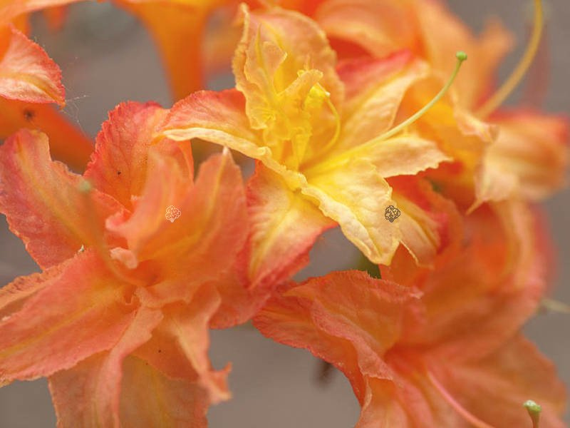 Azalia wielkokwiatowa Csardas Rhododendron (Knaphill) C4