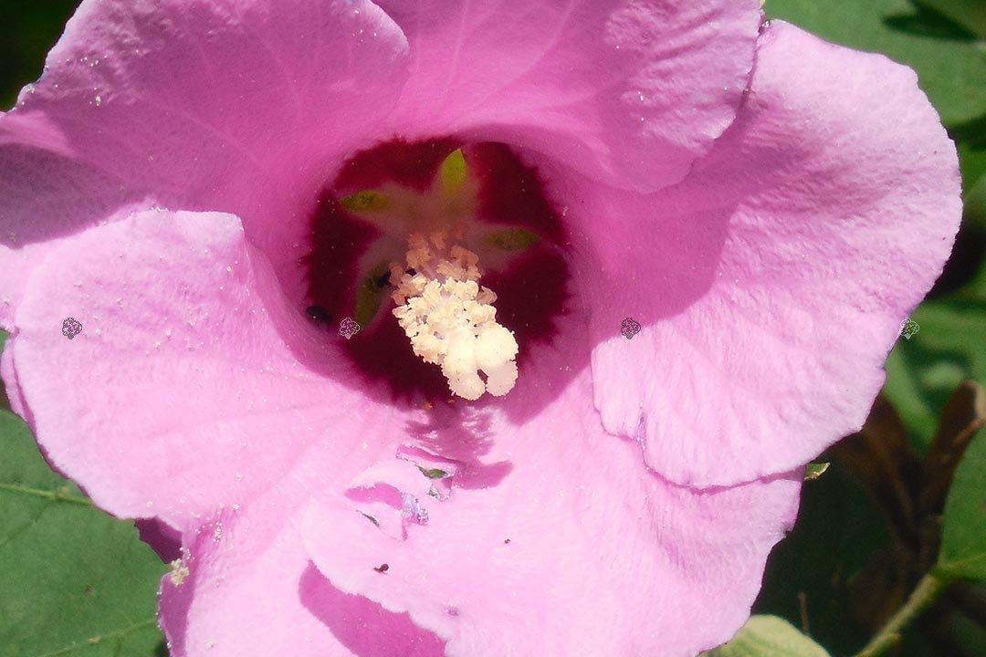 Ketmia syryjska Woodbridge Hibiscus syriacus C2