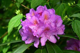 Różanecznik katawbijski Grandiflorum Rhododendron catawbiense C2