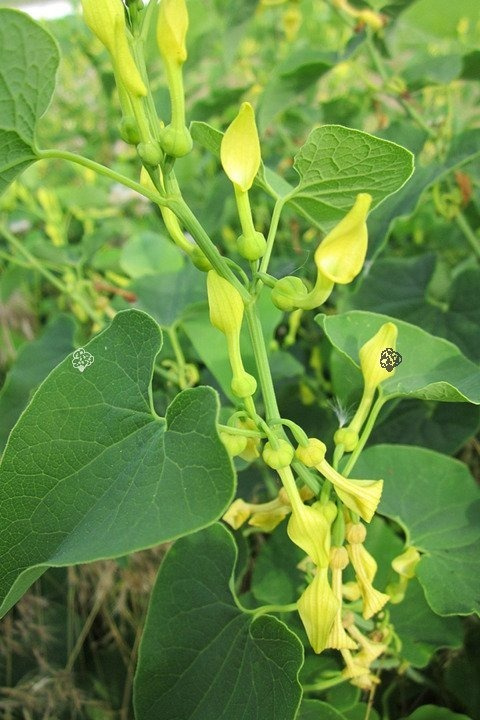 Kokornak wielkolistny Aristolochia macrophylla C2