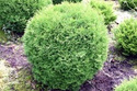 Tuja Tiny Tim Thuja occidentalis C5