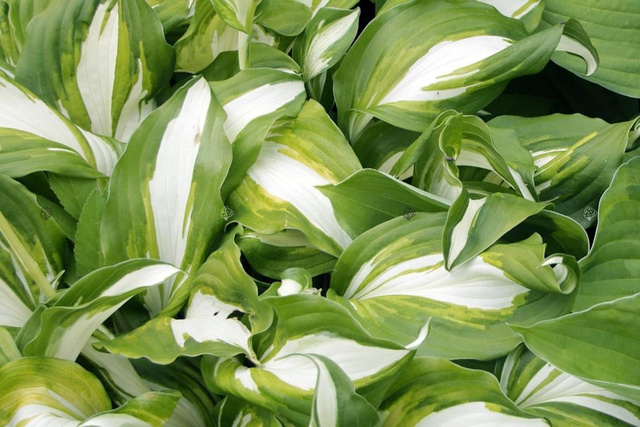 Funkia American Sweetheart Hosta