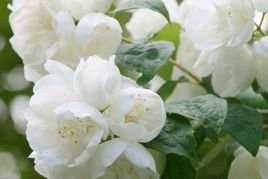 Jaśminowiec Virginal Philadelphus C3