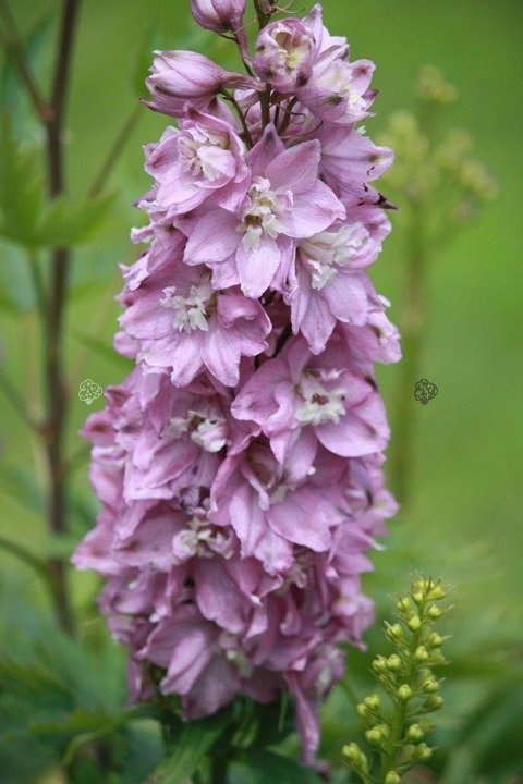 Ostróżka ogrodowa Magic Fountains Pink Delphinium C2