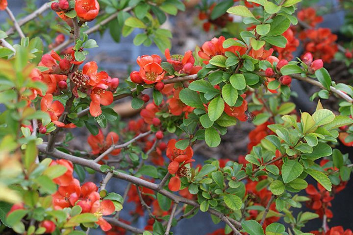 Pigwowiec japoński Sargentii Chaenomeles japonica P9