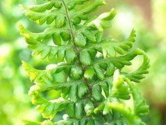 Narecznica mocna Crispa Dryopteris affinis C3