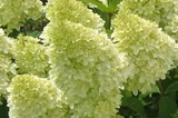 Hortensja bukietowa Magical Candle Hydrangea paniculata