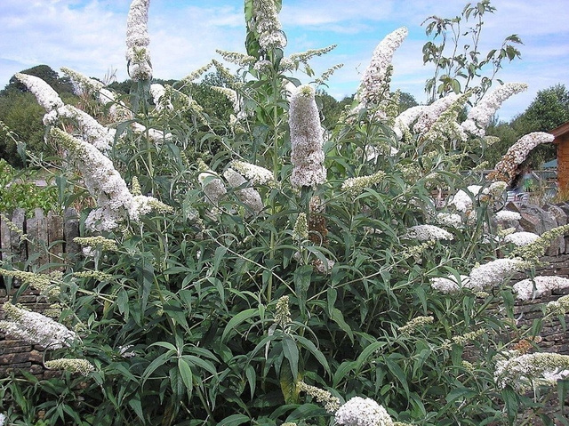 Budleja Davida White Profusion Buddleja davidii C3