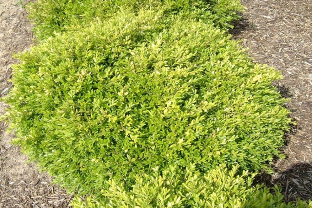 Bukszpan drobnolistny Herrenhausen Buxus microphylla P9